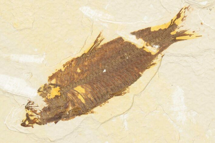 Bargain, Detailed Fossil Fish (Knightia) - Wyoming #186490